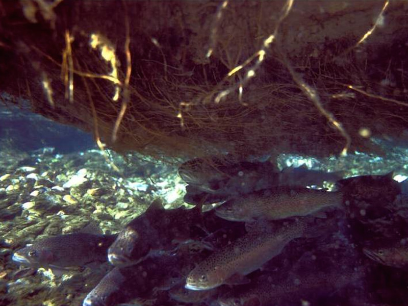 百奧源&reg;浮動濕地根系下棲息的魚群